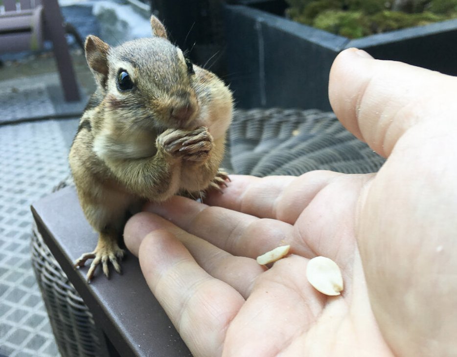 🐿️ 오호츠크 다람쥐 공원(오호츠크 시마리스 코엔) 이미지 6